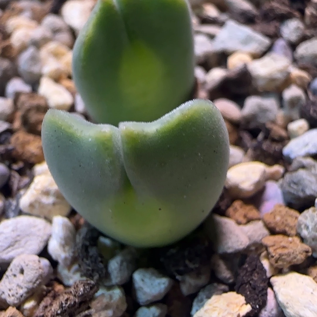 双头大眼睛加翠多肉植物