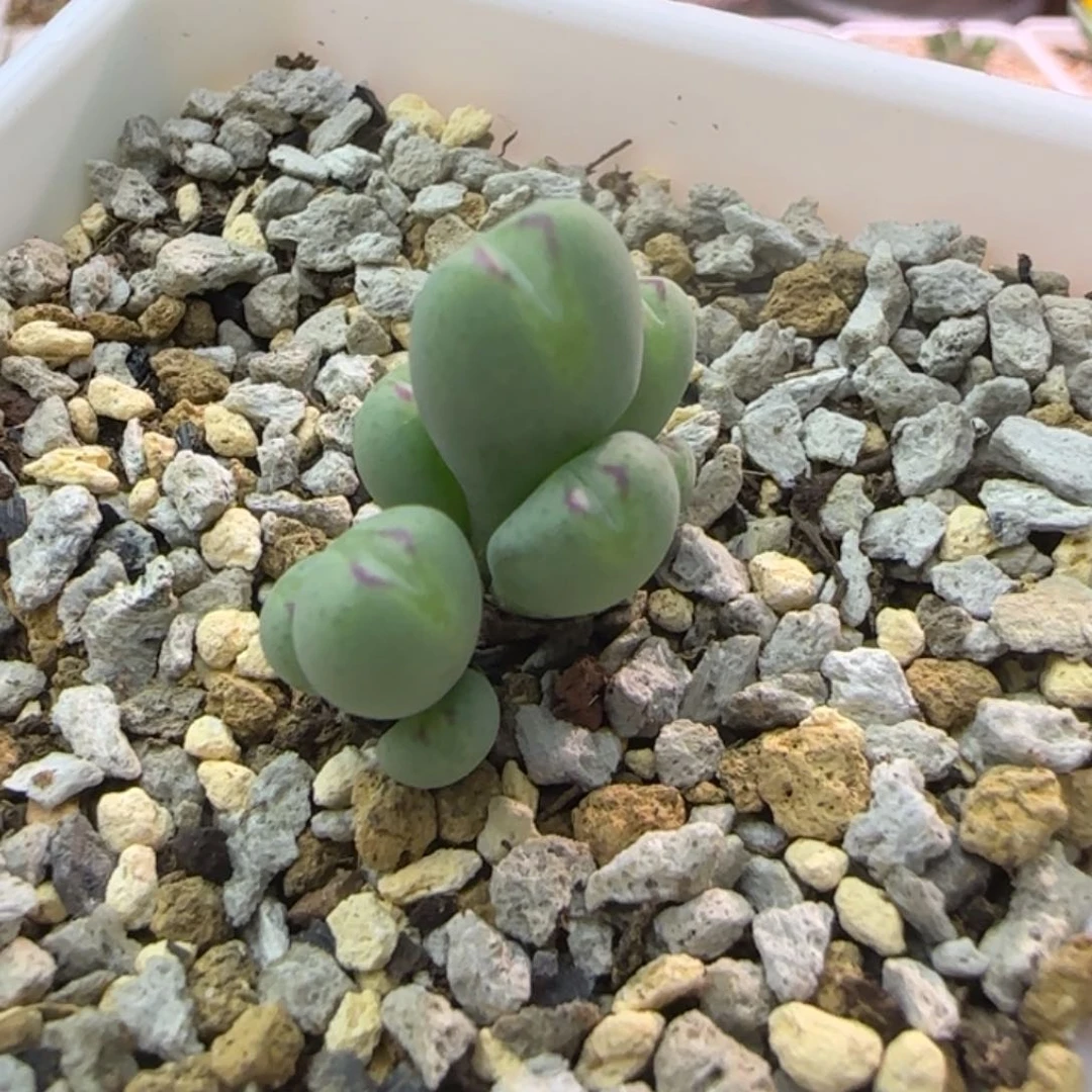 多肉植物一群一群