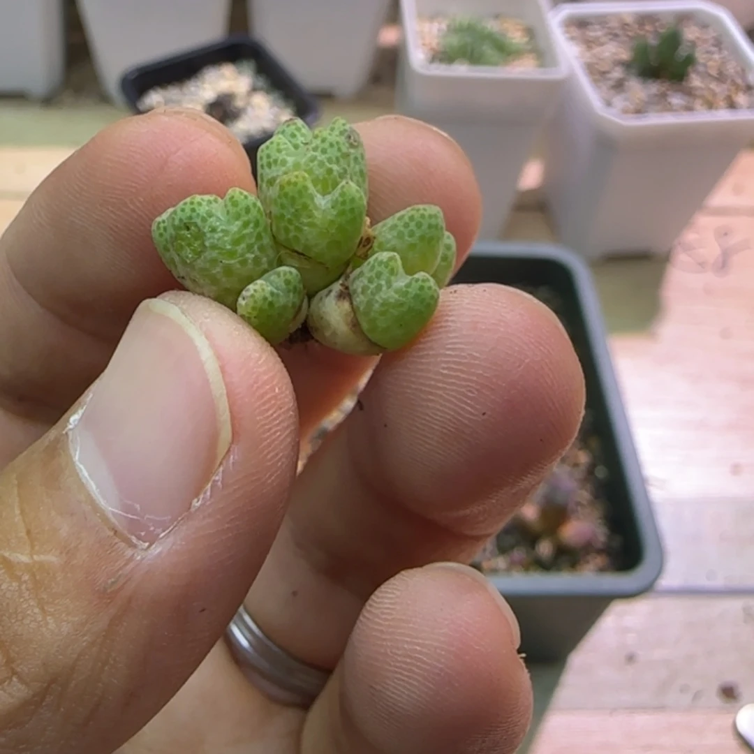 多肉植物一群鹿角斑马