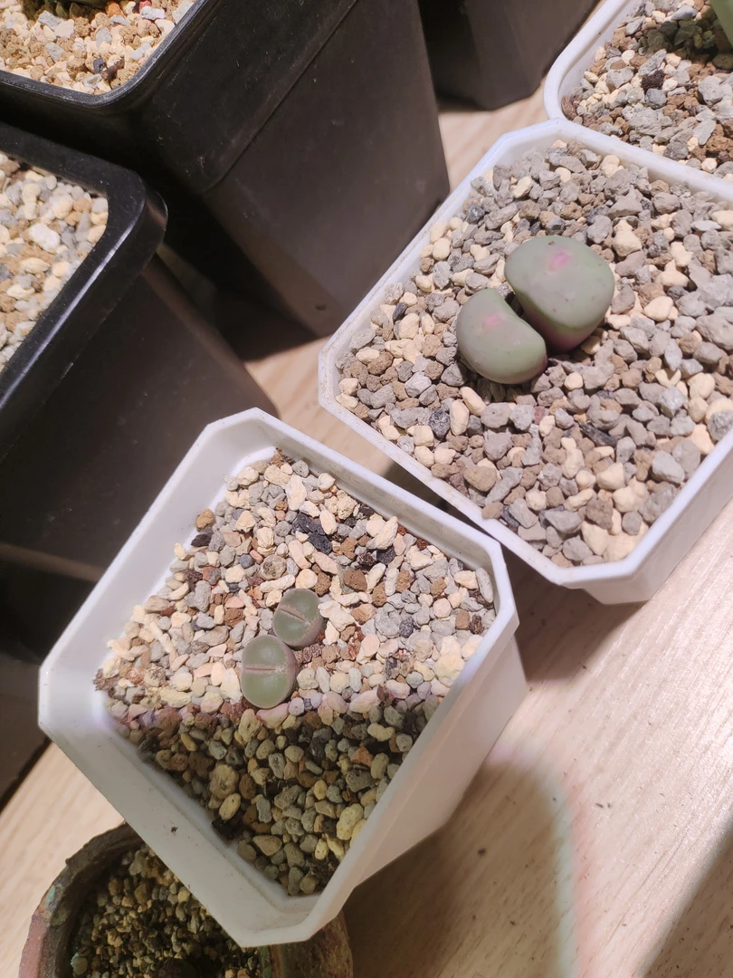 双头v嘴加双头安格多肉植物
