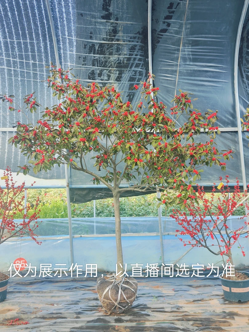 北美冬青直播间一物一拍盆栽地栽