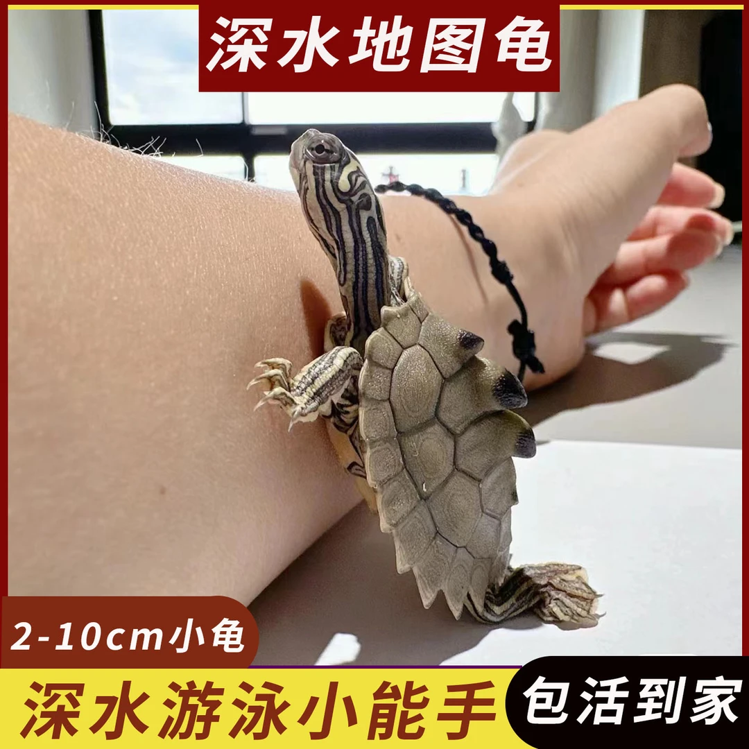地图龟苗活体深水龟观赏小乌龟活体小宠物龟密西西比地图龟黑瘤龟