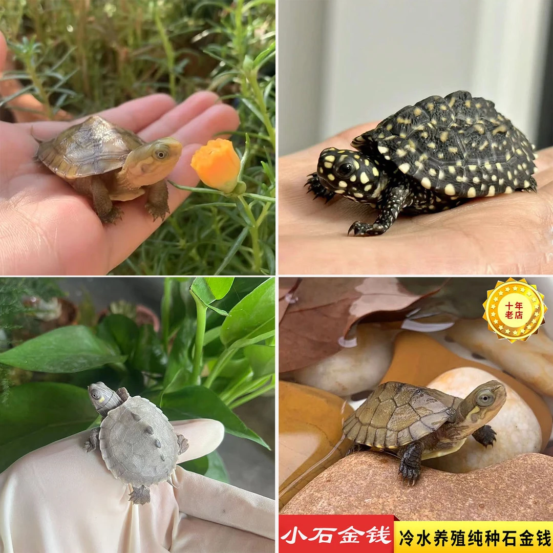 宠千贝【乌龟直播】 火焰 石金钱大青小青  西锦东锦 西非黄耳