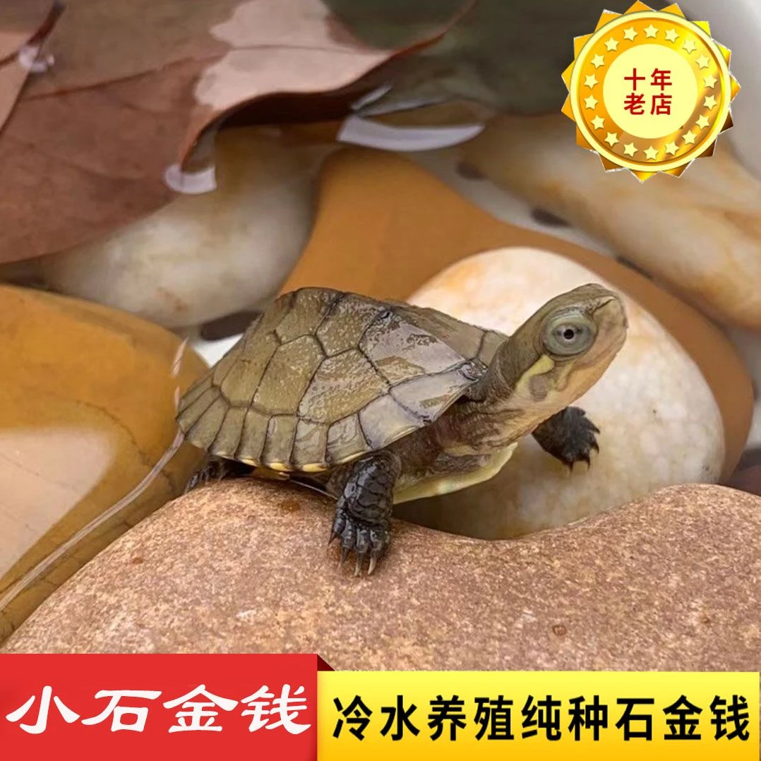 南石金钱5-6厘米1只装