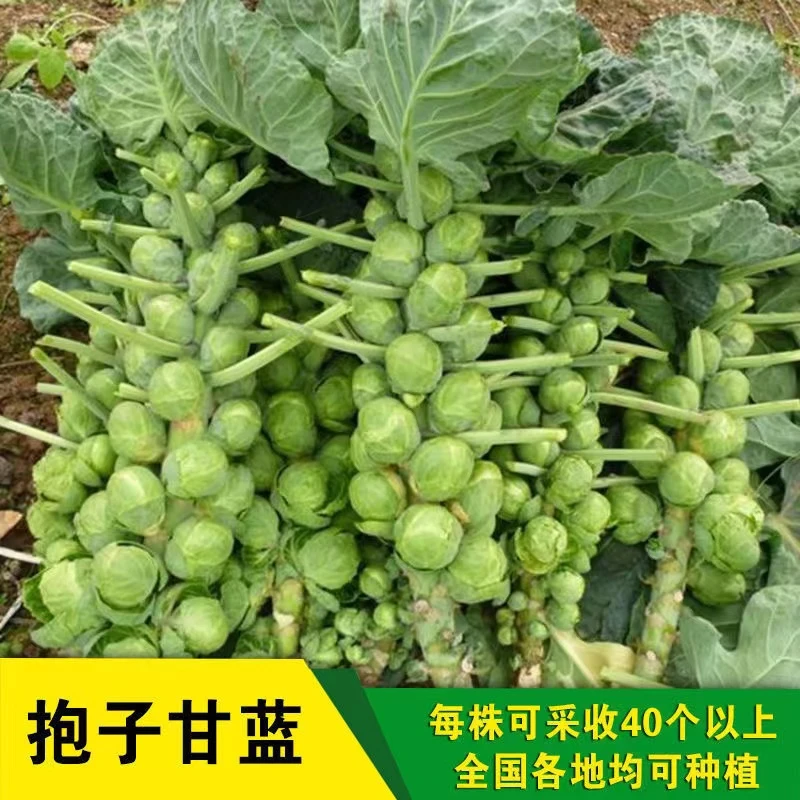 孢子甘蓝种子抱子甘蓝籽春秋季小型芽球包心菜阳台四季播蔬菜种孑