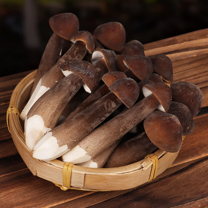 原产地鲜货特产黑皮鸡枞菌新鲜鸡枞菌农产品食用菌煲汤食材鲜菇菌