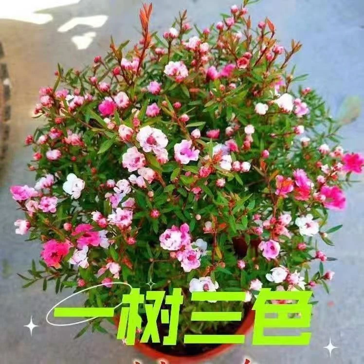 澳洲松红梅一树多色耐寒绿植花卉盆栽带花苞阳台客厅耐寒耐冻花