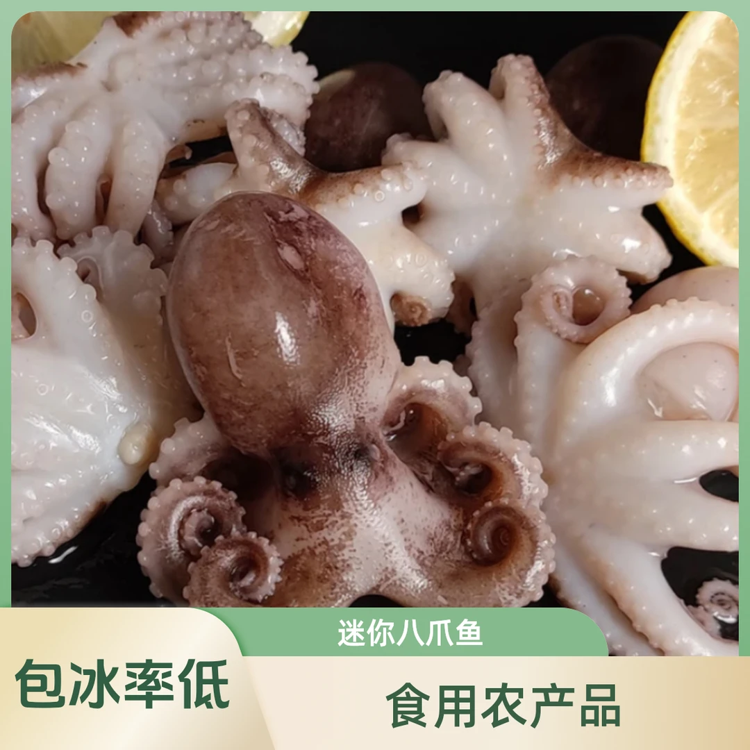 连云港直发新鲜去内脏迷你八爪鱼(3斤速冻海鲜水产)