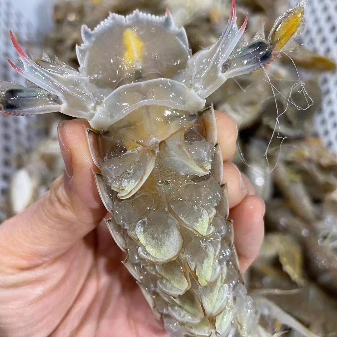 吕四渔港 全母带膏皮皮虾