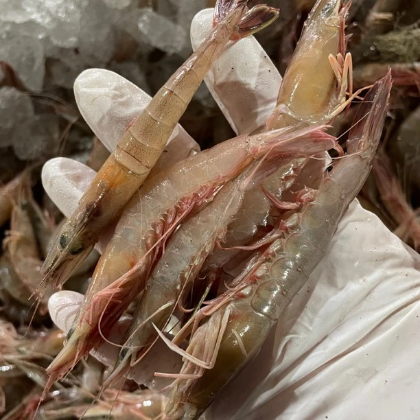 纯野生海捕金钩虾 条虾 滑皮虾