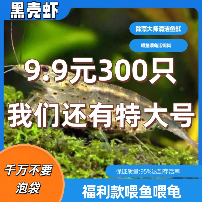 【除藻冷水虾】黑壳虾除藻虾冷水虾鲜活喂鱼喂龟活饲料清理鱼缸