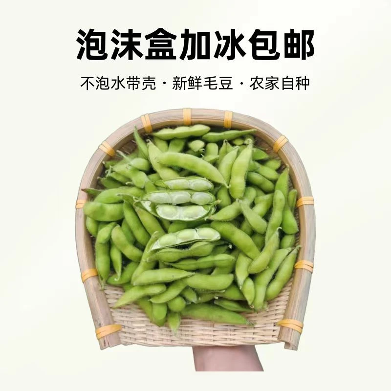 安徽芜湖农家露天九月不泡水带壳大青毛豆2斤/4斤泡沫盒加冰包邮