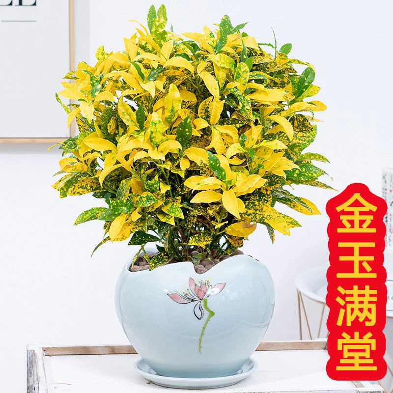 黄金万两盆栽招财洒金榕花卉植物阳台室外变叶木七彩变色绿植好养