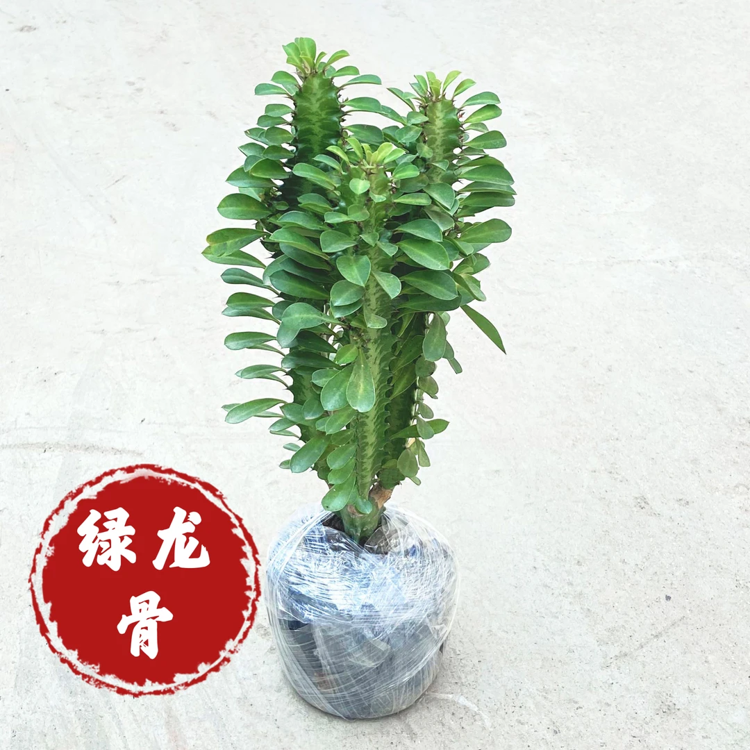 绿色龙骨盆栽多肉植物室内外好养易活养不死25-30分