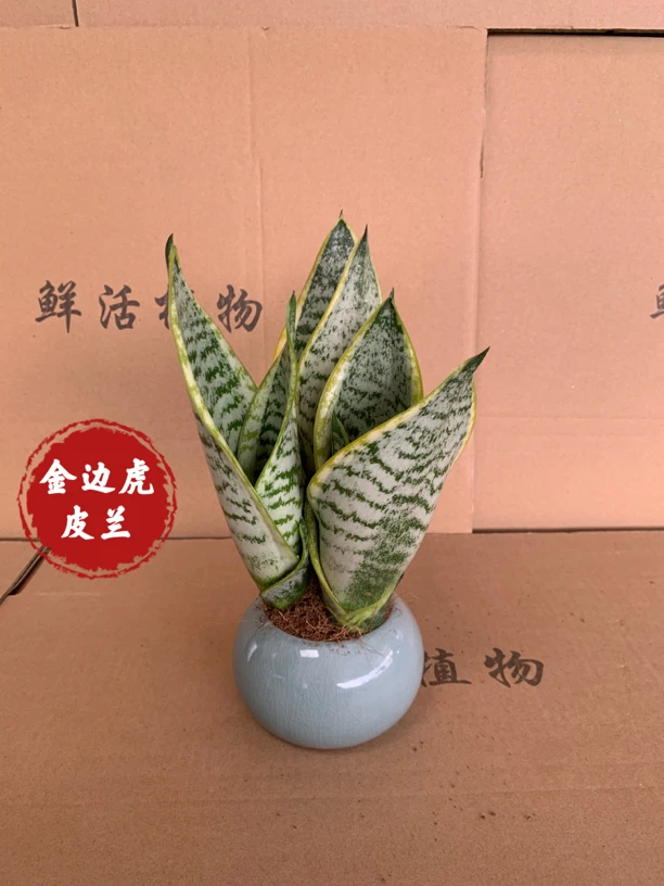 金边虎皮兰盆栽好养易活植物绿色