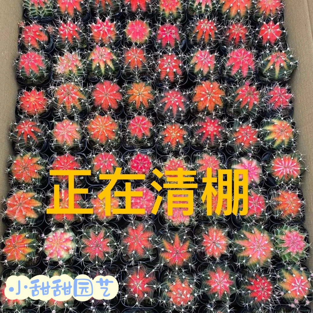 彩虹菲牡丹锦多肉植物精品实生仙人球盆栽室内吸甲醛四季好养花卉