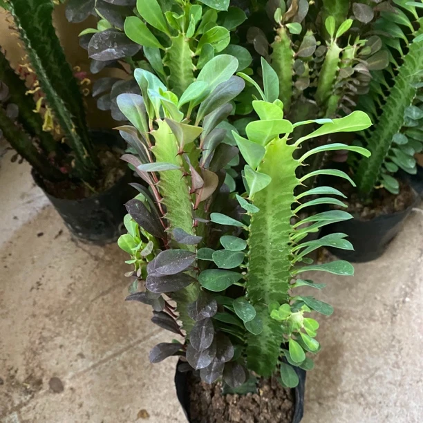 （稀有双变色龙骨）盆栽绿植好养易活植物庭院办公桌园艺25-30公分