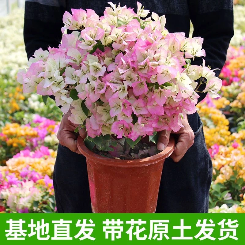 三角梅原盆栽四季开花勤花观赏盆景花卉重瓣老桩好养多色易活爬藤