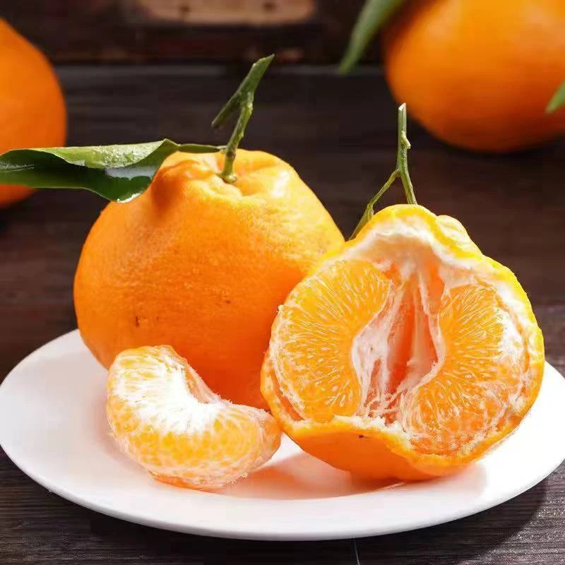 【勇敢胜橙】四川春见耙耙柑丑橘香甜皮薄多汁果肉化渣新鲜采摘团购