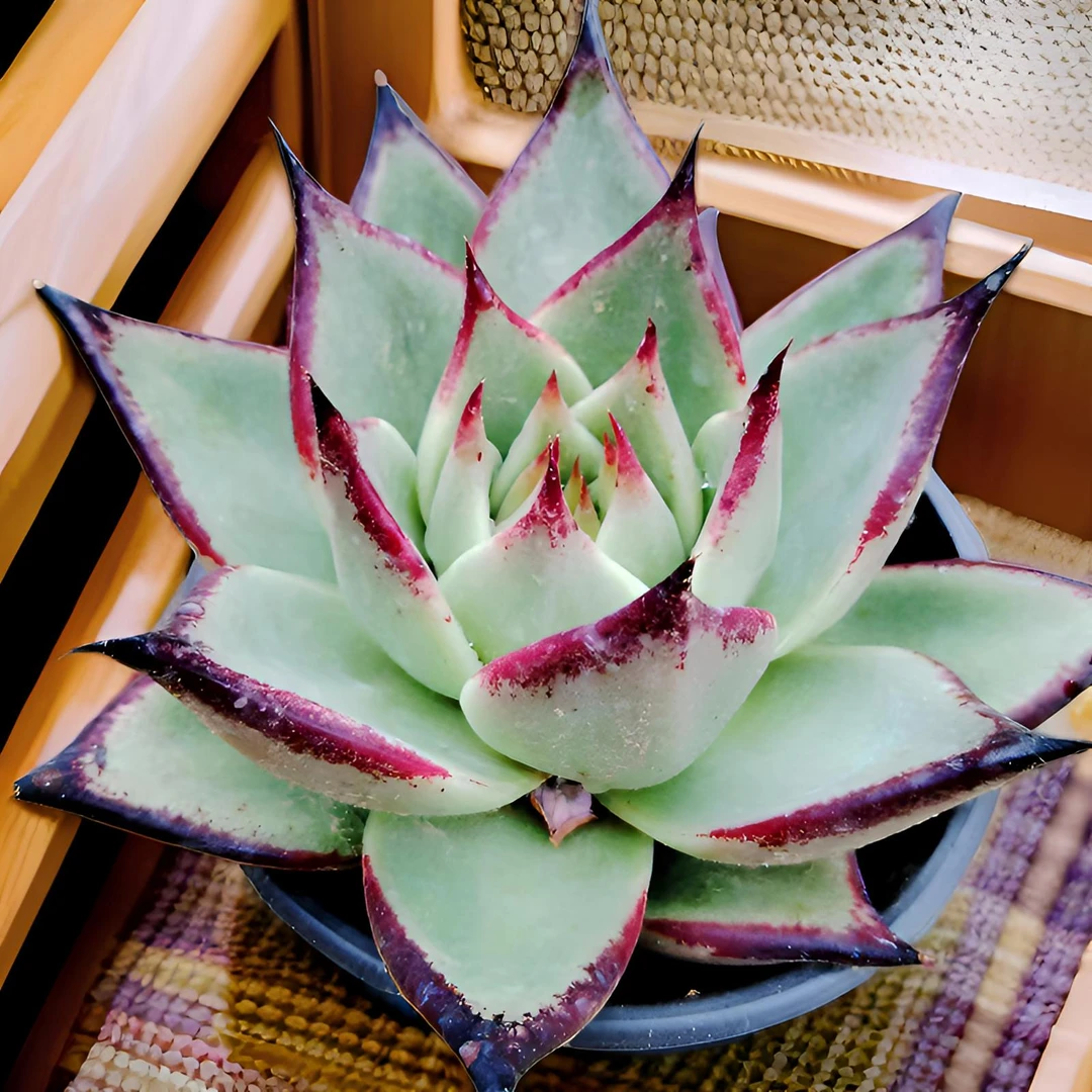 大单头黑檀汁多肉植物冬云好养黑魔王乌木盆栽绿植花卉室美乌实物