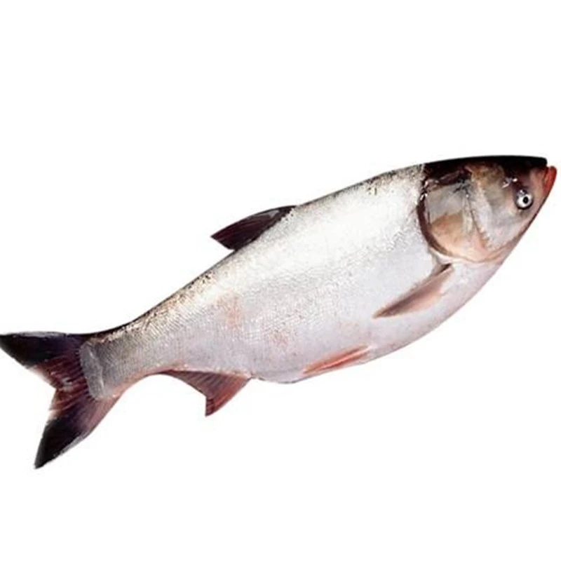 白鲢 鲜鱼   约1.6kg