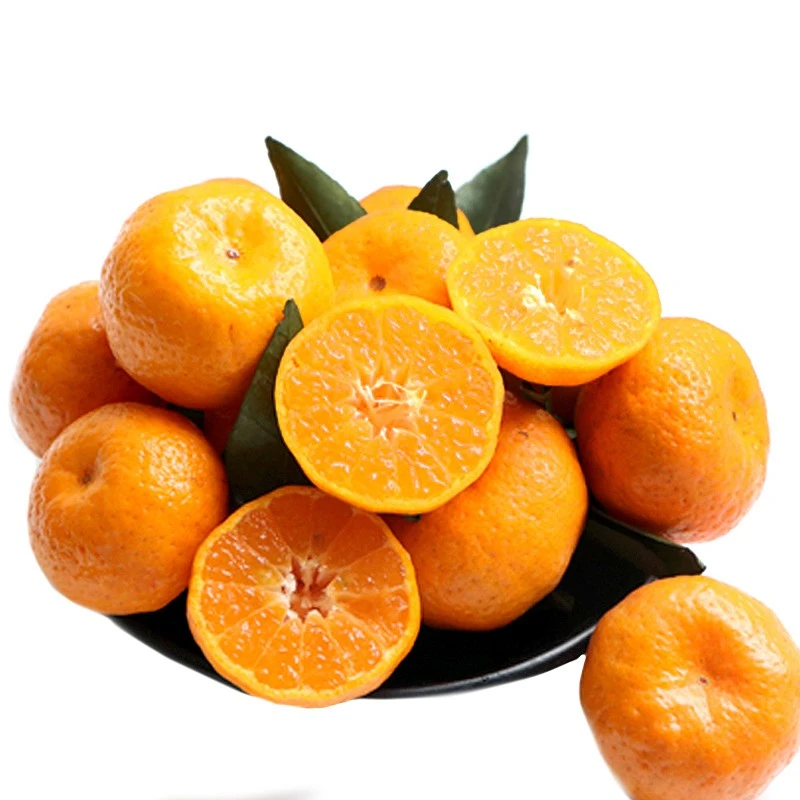 广西沙糖桔 约500g