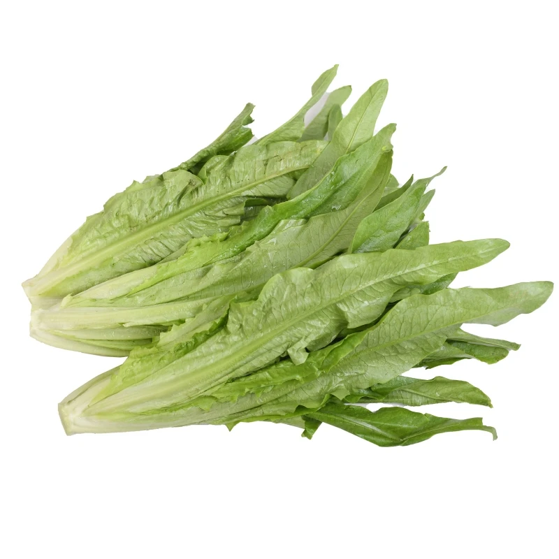 赐康绿色蔬菜油麦菜 约250g
