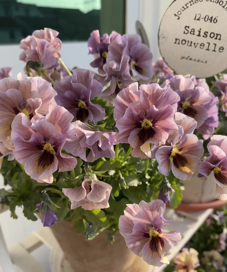 【木子】角堇耐寒德古拉大波浪彩绘等基地直发