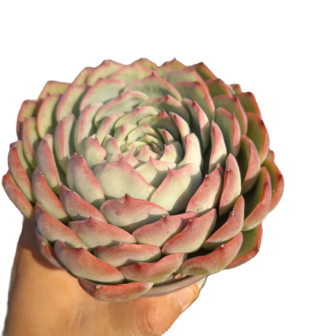 大单头侧影 夏季必备红色耐看好养活新手必备