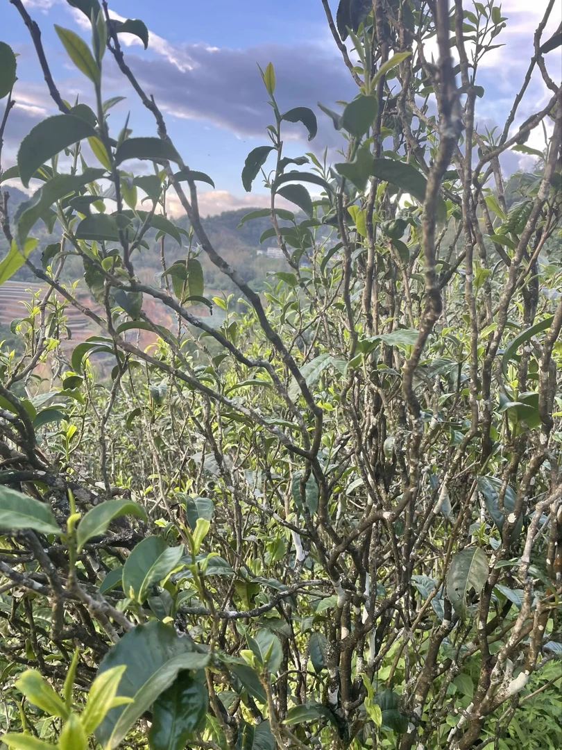 开播福利 24年腾条茶500克