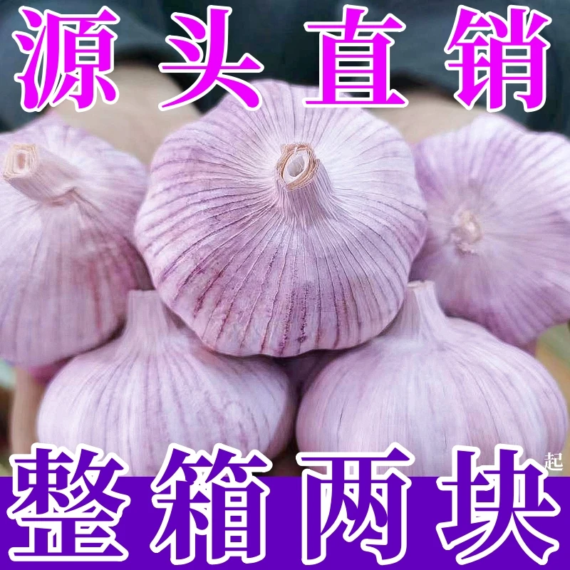 【紫皮干蒜】金乡大蒜头批发干蒜大蒜头5斤干蒜特大非新鲜大蒜包邮