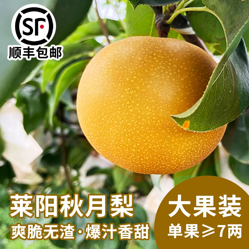 顺丰包邮 山东莱阳正宗秋月梨新鲜水果礼盒装大果冰糖5斤当季整箱