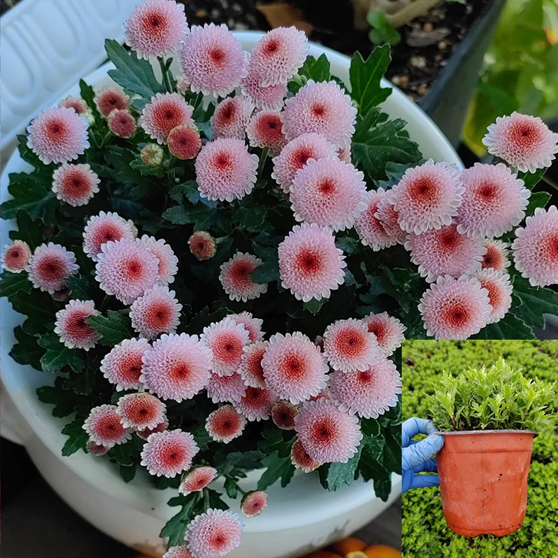 12cm小盆珠玉之卵 2盆耐寒