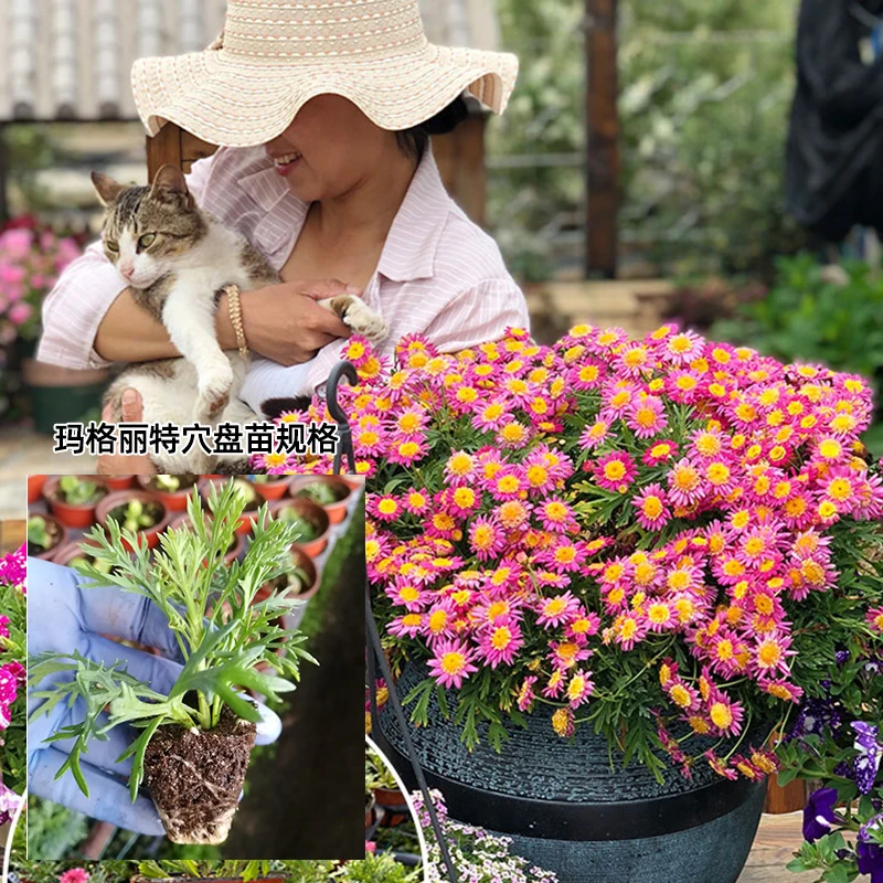 玛格丽特6个穴盘小苗发货不保证带花种植简单春季爆花包邮