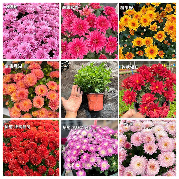 【任选3盆包邮】单盆链接球菊千头菊耐寒轻微断枝不售后