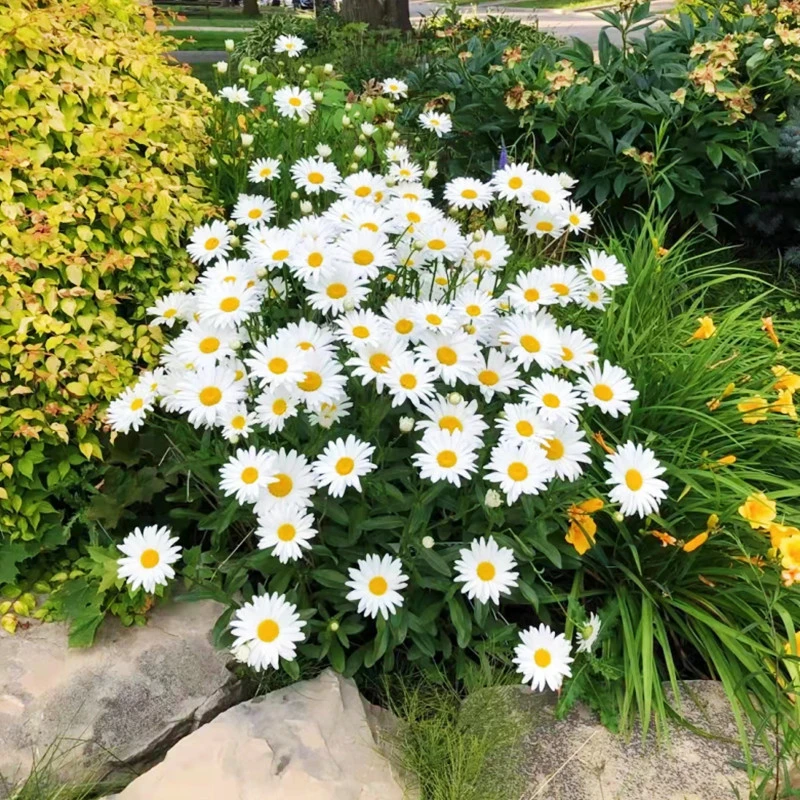 大滨菊种子多年生宿根花卉花草种子景观绿化耐寒庭院观花种子春季