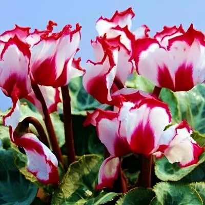 重瓣仙客来种子仙客来盆栽种子年宵花卉种子阳台四季开花室内易播