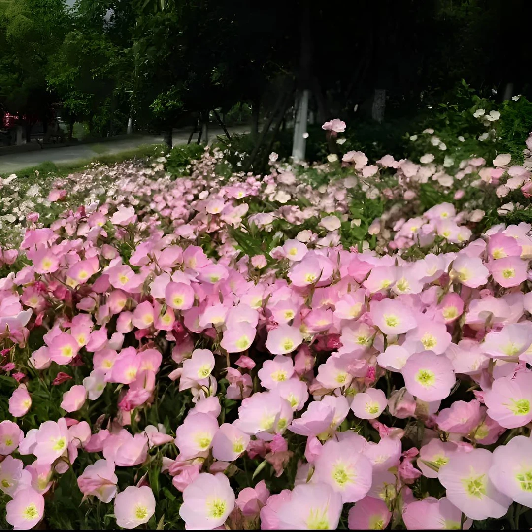 【月见草】种子夜来香驱蚊草本草籽见土就活四季易活花籽种子多年生