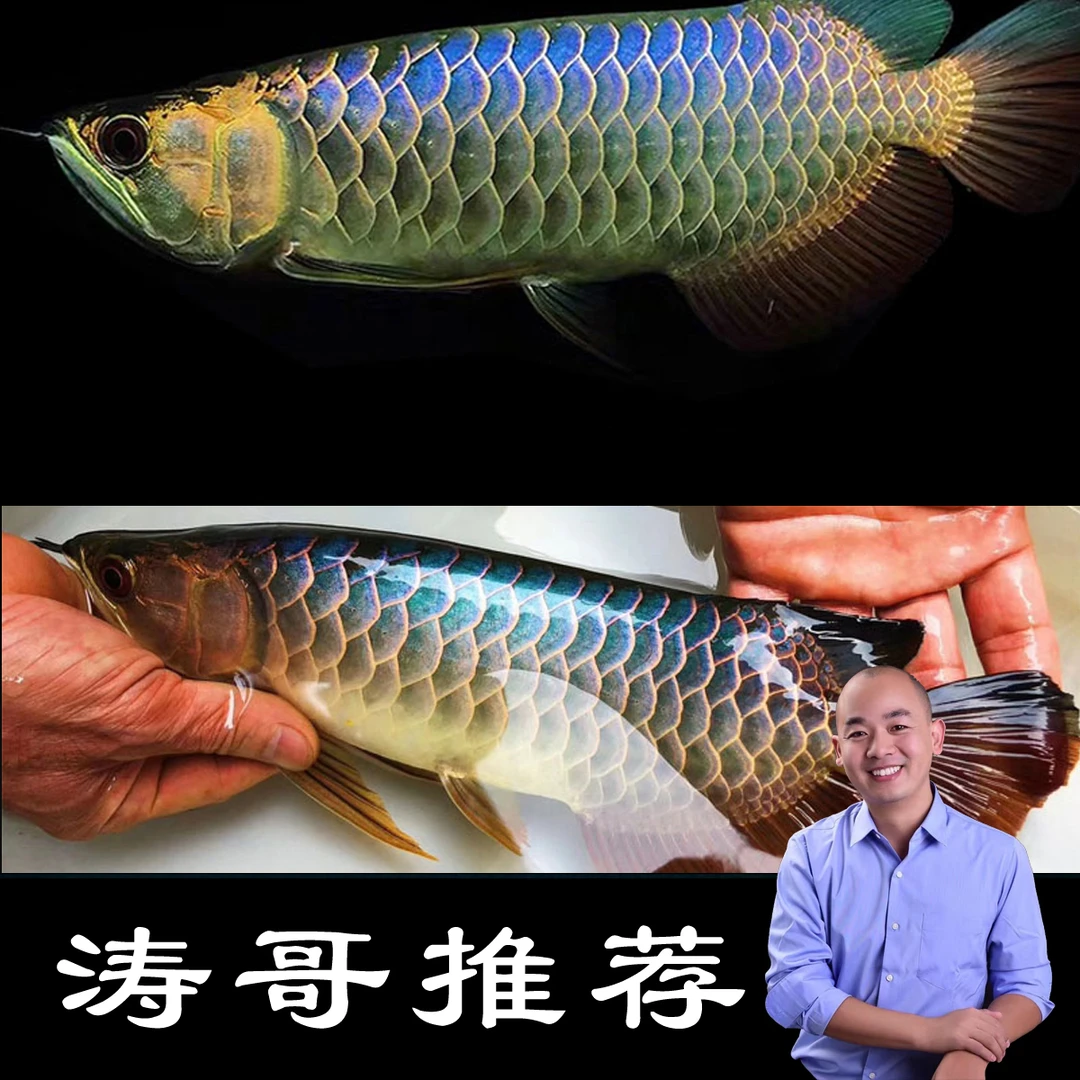 龙鱼活体过背金龙鱼古典蓝底练手鱼苗印尼辣椒超血红龙热带观赏鱼