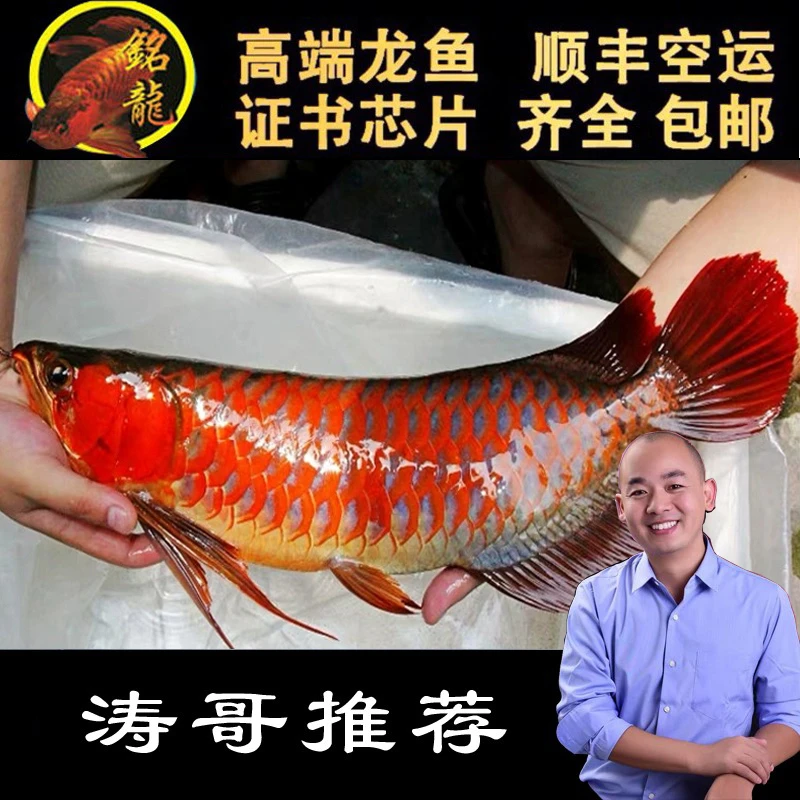 印尼红龙鱼活体大湖龙鱼苗加里曼丹超血辣椒红龙鱼大型热带观赏鱼