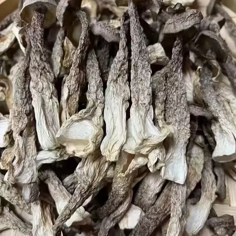 古田新季特产鹿茸菇M