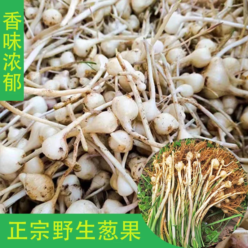 2023贵州新鲜现挖野葱葱果 小根苦蒜胡葱果 新鲜带泥野葱头苦茭头