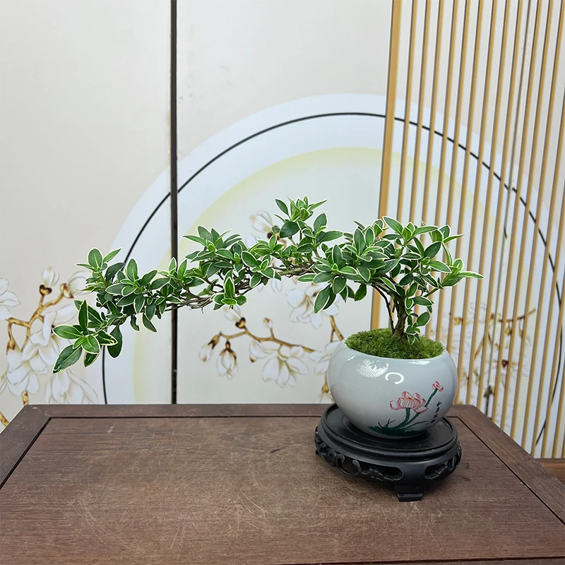 飘枝金边六月雪盆栽老桩办公室桌面绿植小盆景客厅室内植物造型