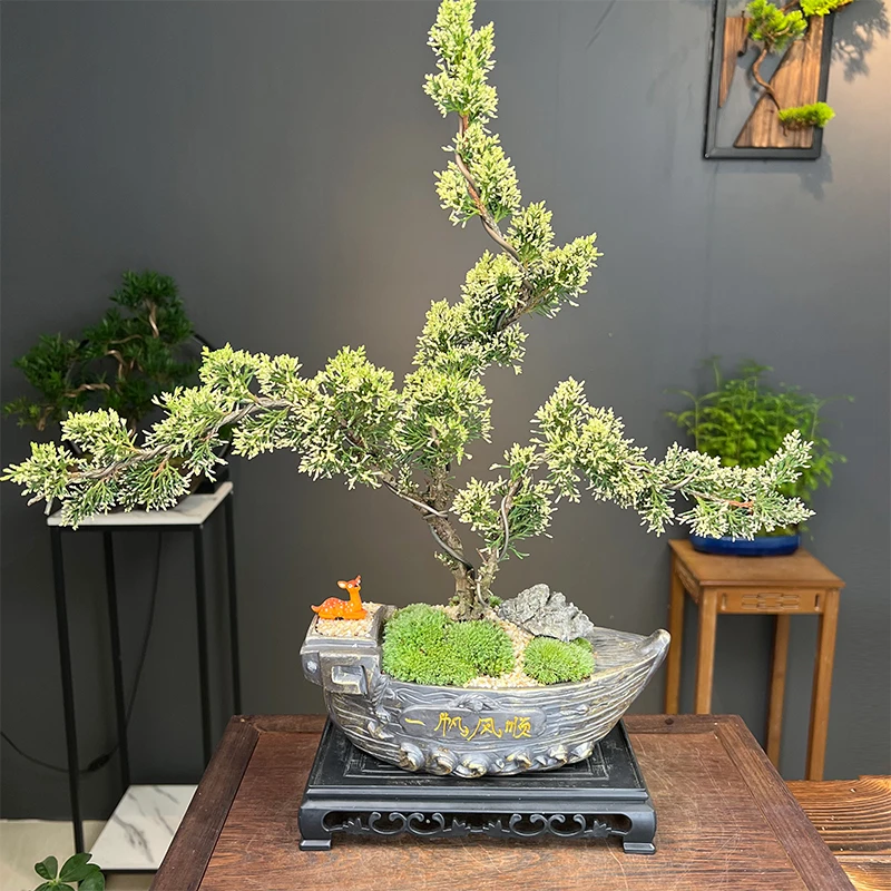 迎客松济州真柏盆景客厅书房好养绿植盆栽高端观赏造型禅意植物