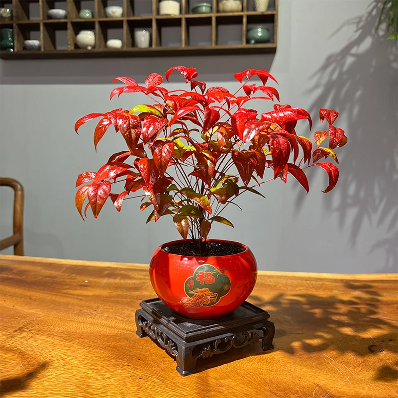火焰南天竹盆栽书房客厅绿植桌面植物好养易活禅意创意盆景