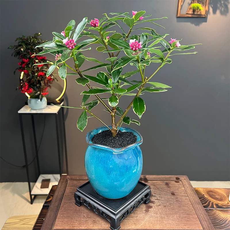 金边瑞香清香型年宵花室内好养绿植不带花苞