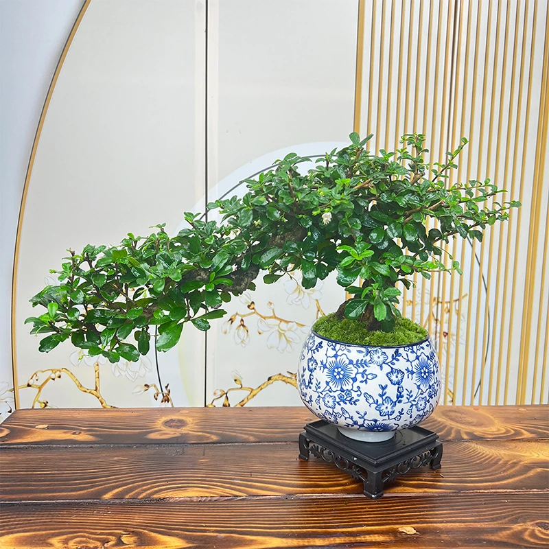 茶室盆景常年开花老桩飘枝福建茶室内养护鲜活书房桌禅意高端植物