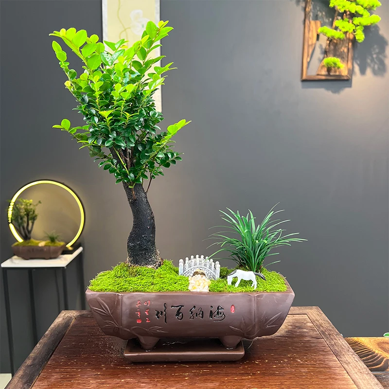 大号小叶紫檀室内好养绿植黑古茶盆栽