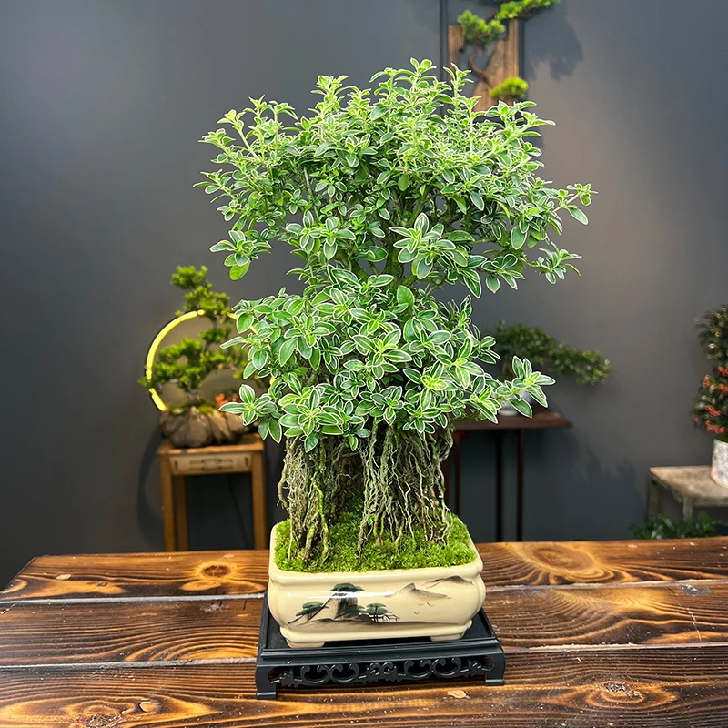老桩提根植物金边六月雪盆栽办公室绿植文人雅室茶桌盆栽岭南名树