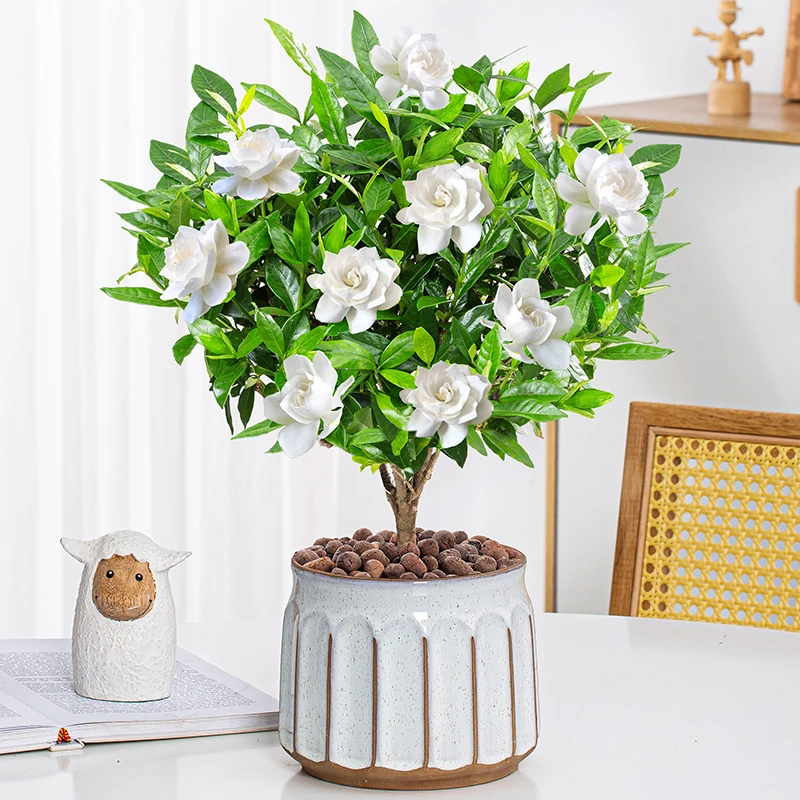 栀子花盆栽阳台花卉植物室内花老桩盆景大颗四季好养树苗绿植